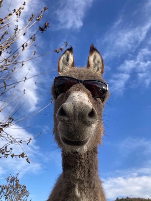 A close-up photo of a donkey or mule wearing black sunglasses against a blue sky with scattered clouds and bare tree branches.