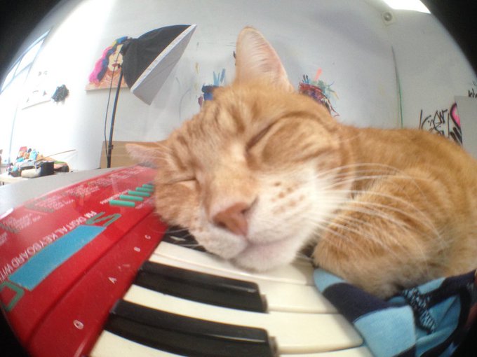 An orange tabby cat sleeps peacefully atop the keys of a small red keyboard (marked "KA-61 MECAOM"), embodying the "Sleeping Giant" $KEYCAT as it rests quietly on its post.