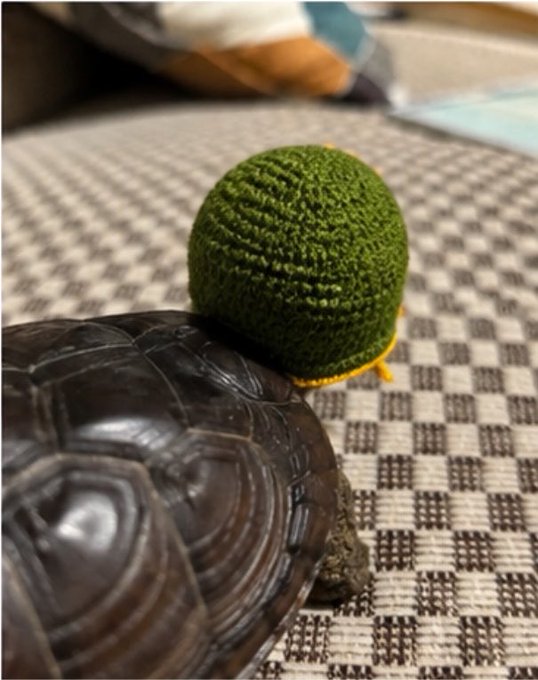 A close-up photograph of a tortoise with a textured, dark brown shell, resting on a patterned rug while wearing a small, handmade green knitted hat with yellow trim.