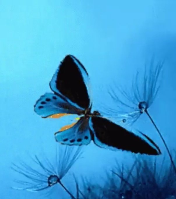 A butterfly with dark wings featuring blue and orange markings resting on delicate plant stems against a blue background.