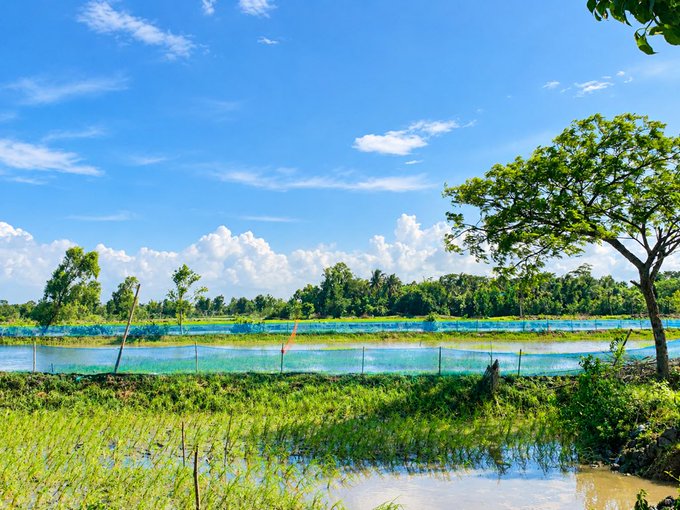 A scenic landscape shows flooded green rice fields or fish ponds under a bright blue sky with white clouds and trees in the background.