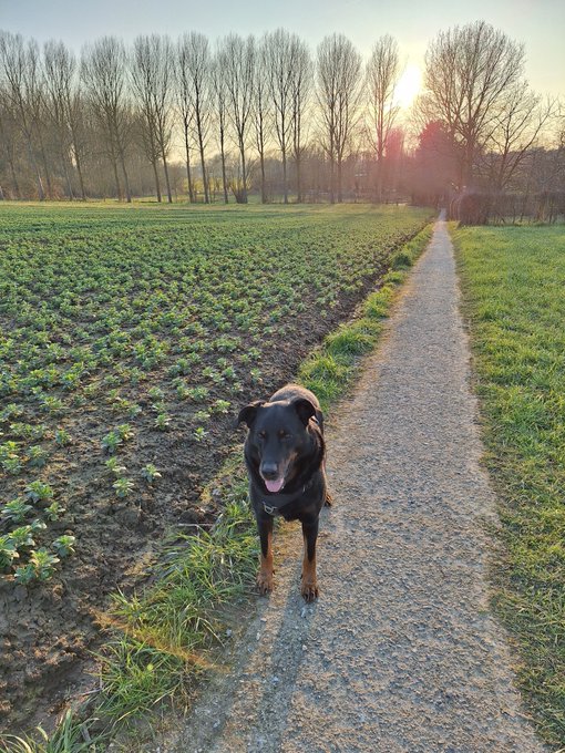 A black dog stands on a path between a plowed field and grass with bare trees in the background at sunset.