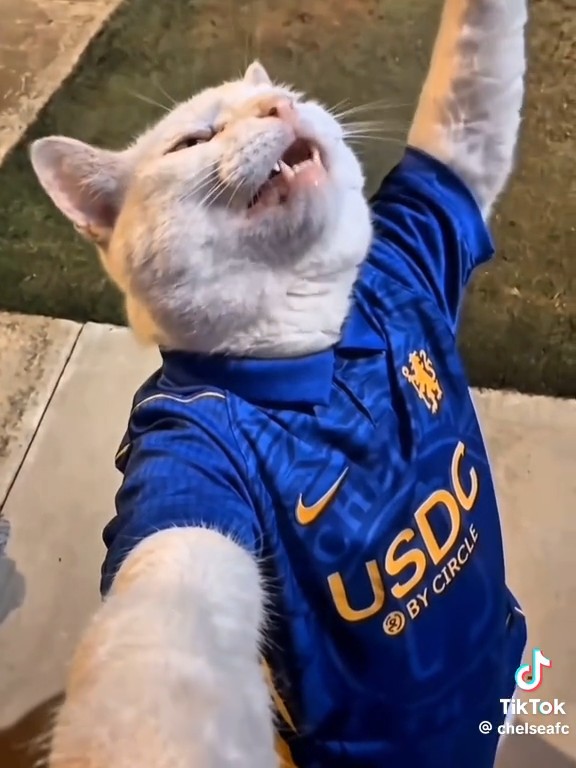 A selfie video of a white cat wearing a blue Chelsea F.C. jersey with the USDC by Circle sponsor logo, from the TikTok account @chelseafc.