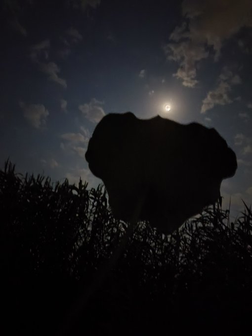 A silhouetted heart-shaped plant stands against a moonlit night sky, with the moon glowing softly through wispy clouds above dark foliage. The dreamy, nocturnal scene perfectly captures the peaceful, restful mood of the post about winding down for the night and keeping a sleep streak alive.
