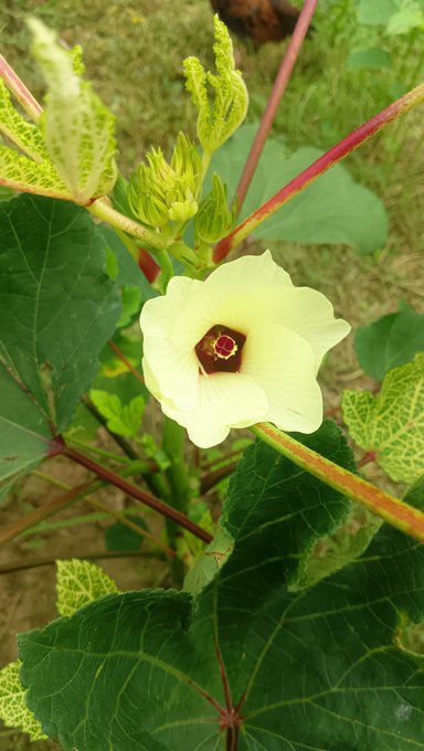A single pale yellow bloom featuring a deep burgundy center blooms among lush green leaves and reddish stems, with a cluster of unopened buds rising nearby. It captures the fresh, vibrant start of a morning — a perfect "gm" greeting from nature.