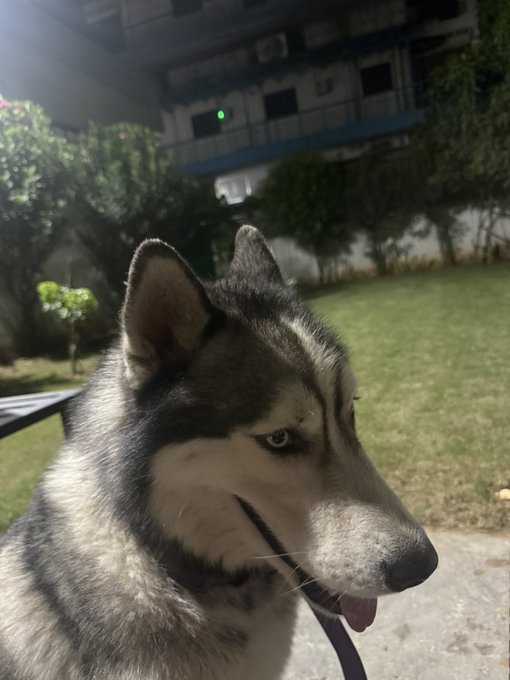 A close-up nighttime photo of a husky dog with striking blue eyes and its tongue sticking out, taken outdoors with a grassy lawn and building in the background.