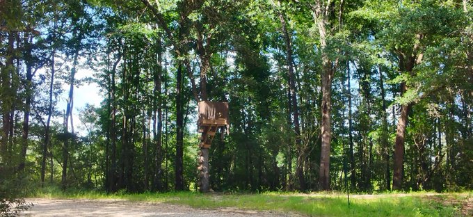 A wooded area with a tall wooden observation tower or hunting blind mounted on a single tree, surrounded by dense green forest and accessed by a dirt clearing.