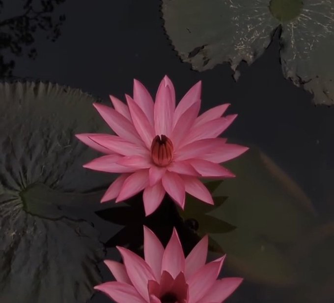 A vibrant pink water lily blooms gracefully above the dark pond, its delicate petals unfolding in the morning light alongside large lily pads, with a second flower partially visible below. The image of a blooming flower mirrors the post's theme of growth and potential, symbolizing how builders can flourish when freed from infrastructure complexities by CNPY Network.