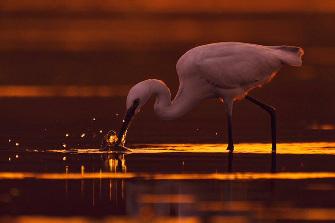 A little egret hunts in shallow waters at sunset, its beak splashing the golden-lit surface as it strikes for prey in the wetlands of West Bengal, India.