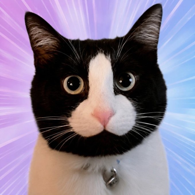 A close-up portrait of a black and white tuxedo cat with wide eyes and a bell collar, set against a vibrant purple and blue radiating background.