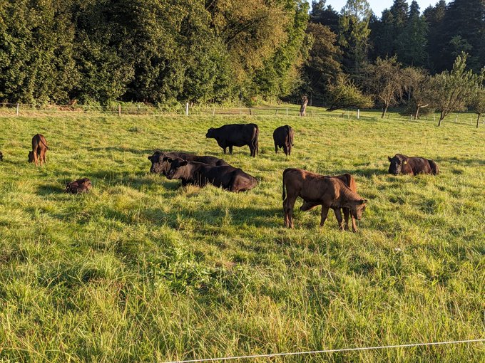 A herd of black cattle, including cows and calves, rest and graze in a sunlit green pasture bordered by trees and a simple wire fence.
