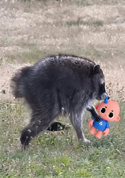 A large black baboon walking through a grassy field while carrying a small pink and blue toy figure in its mouth.