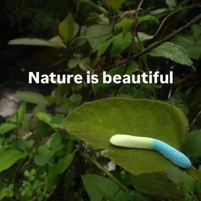 A bright blue and yellow caterpillar rests on a green leaf, surrounded by foliage, with the text "Nature is beautiful" overlaid in white.