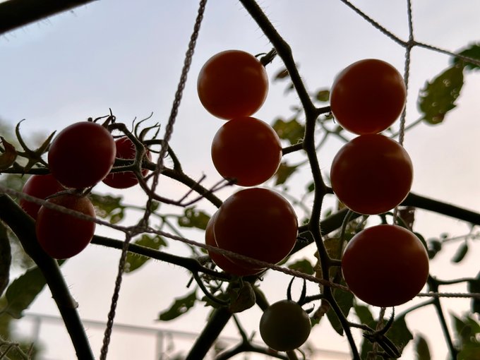 A silhouette-style photograph captures several cherry tomatoes hanging from a vine against a bright sky, with twine netting visible in the foreground.
