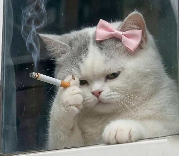 A photograph of a white and grey cat with a pink bow on its head, holding a lit cigarette behind a glass window.
