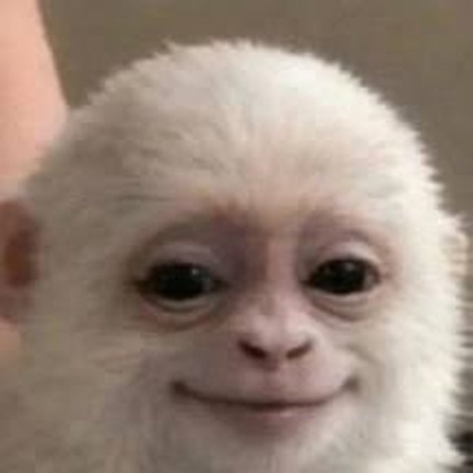 A close-up photo of a small monkey with white fur looking at the camera with a neutral expression.