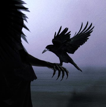 A dark, crow-like bird with outstretched wings and prominent talons is captured in mid-flight against a moody, dusky sky, evoking a sense of mystery and anticipation that mirrors the artist's feeling of waiting in limbo for a response to their submitted collection. The shadowy silhouette and ominous atmosphere reinforce the uncertainty of whether to keep waiting or pivot to another platform like Transient.