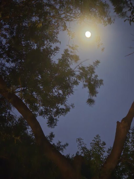 A nighttime view of a full moon glowing through the silhouetted branches and leaves of a large tree.