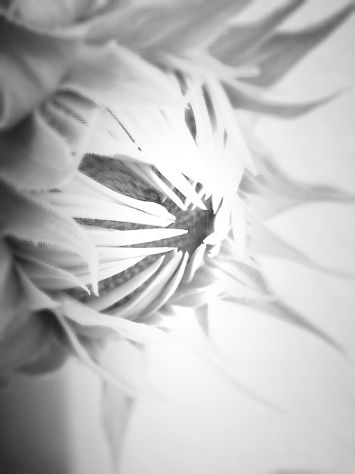 A black and white macro photograph of a flower's center, showing radiating white petals with soft shadows and high contrast detail.