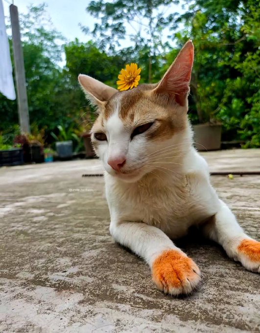 A serene orange and white cat rests with a small yellow flower perched on its head, captioned with "Good Night X Fam" alongside a post praising @CNPYNetwork's consistent, community-driven approach over flashy attention-seeking. The cat's calm, unbothered demeanor perfectly mirrors the project's message of quiet dedication and steady progress over loud hype.