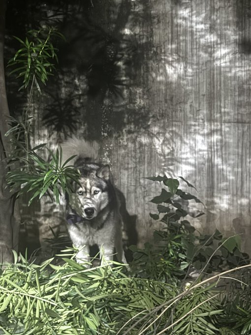 A photograph of a husky or wolf-like dog standing behind foliage in an enclosure, with water droplets or bubbles visible in the air above its head against a textured concrete wall.