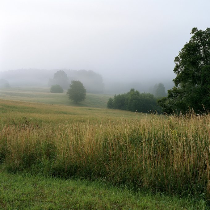 A misty, foggy landscape featuring rolling fields of tall grass in the foreground and scattered trees disappearing into the heavy fog.