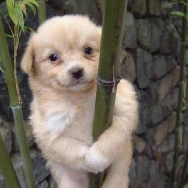 A fluffy, light-colored puppy stands on its hind legs, holding onto a green bamboo stalk with its front paws.