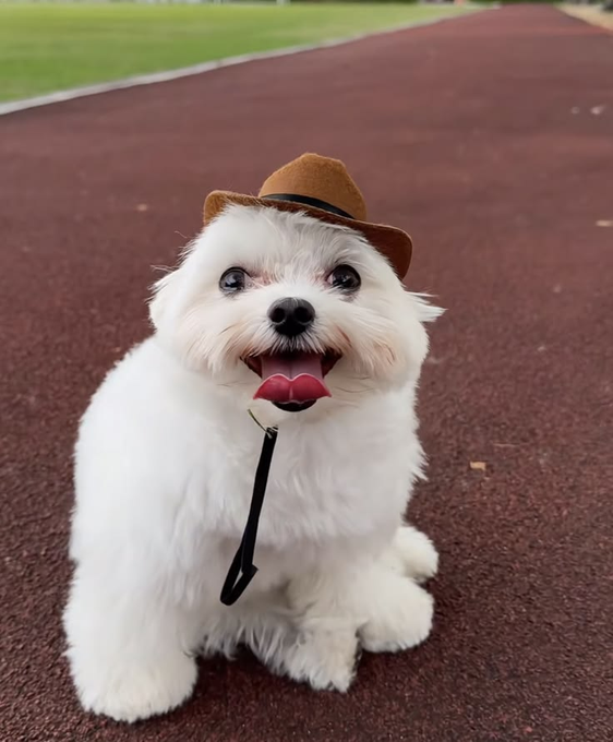 A small white fluffy dog wearing a brown cowboy hat sits on a reddish track, smiling with its tongue out.