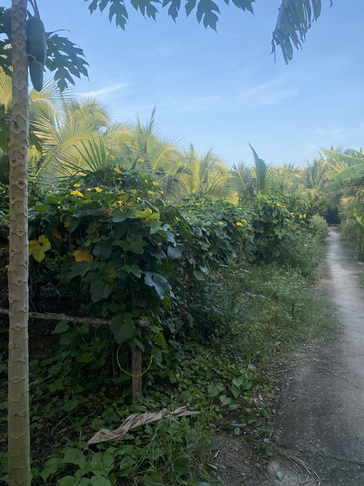 A lush garden pathway lined with tropical plants, palm trees, and yellow flowers under a clear blue sky.