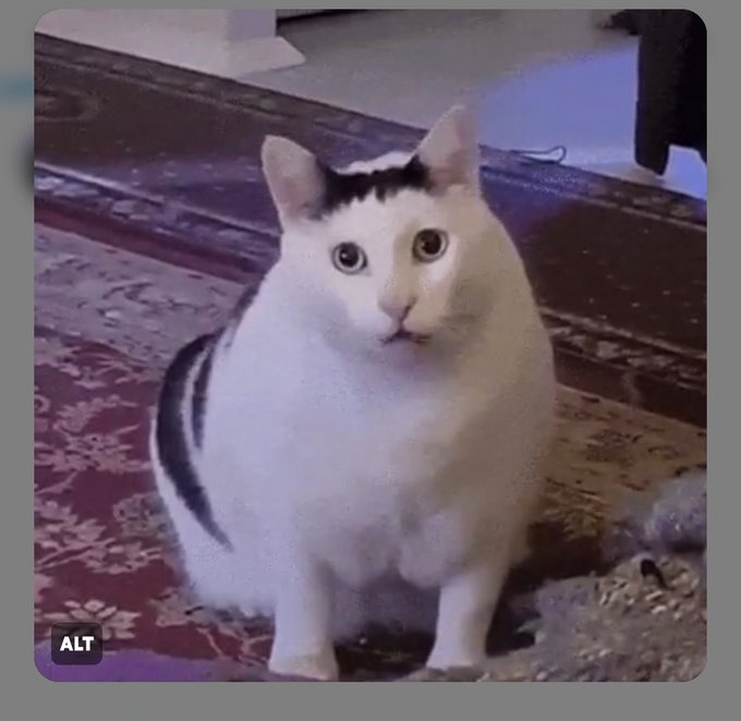 A video game-style chat window image of a chubby white cat with a distinctive black marking on its head, sitting on a patterned rug, with an 'ALT' tag in the corner.
