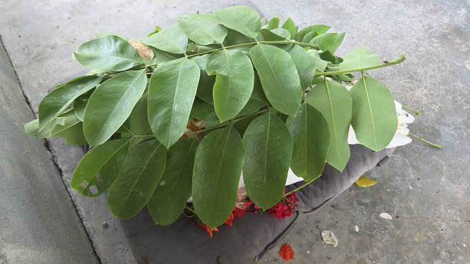 A person wearing gloves holds a bundle of fresh green leaves with small red flowers, likely for sale on a street.