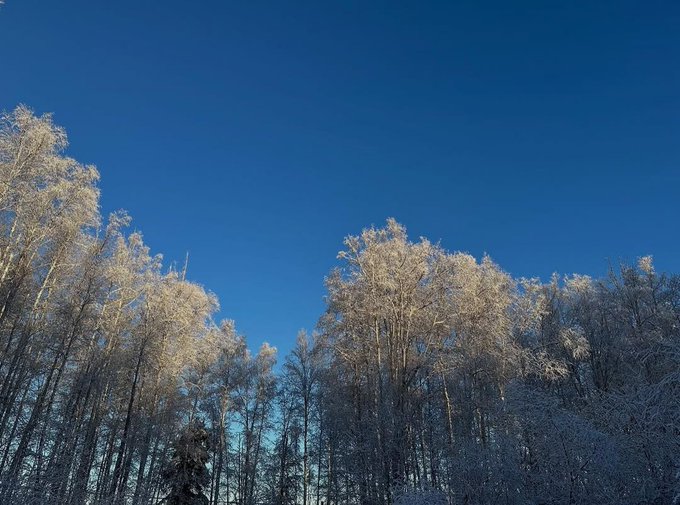 Snow-covered trees stand against a clear, deep blue sky in a winter landscape.