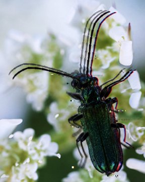 A close-up macro photograph of a metallic green beetle with long antennae resting on small white flowers.