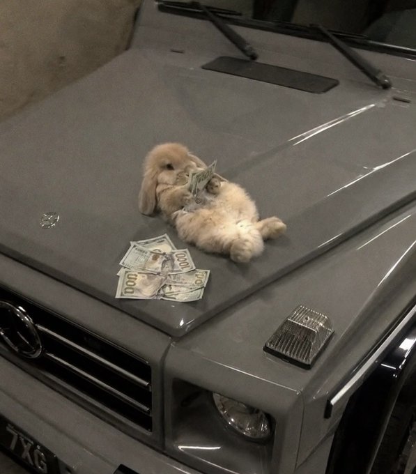 A fluffy lop-eared rabbit lies on the hood of a Toyota SUV clutching $100 bills, surrounded by scattered $100 notes—humorously implying a bunny is your rival trader. The license plate reads "7XG," adding a tongue-in-cheek detail to the joke about facing off against a high-stakes (and furry) competitor.