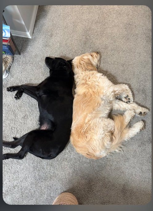 Two dogs, one black and one golden/tan, lying side by side on a beige carpeted floor, viewed from above.
