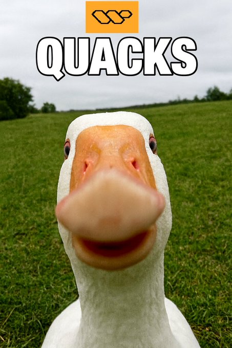 The image features a white duck with an orange beak, standing in a grassy field. The duck appears to be looking directly at the camera, giving off a friendly vibe. Below the duck's head, there is text that reads "Quacks" followed by a logo for "Wallchain". This suggests that the image might have been taken or edited on Wallchain, and it could potentially be related to an advertisement or promotional content featuring the duck. The focus of such content should be on engaging with the audience and delivering valuable information or experiences.