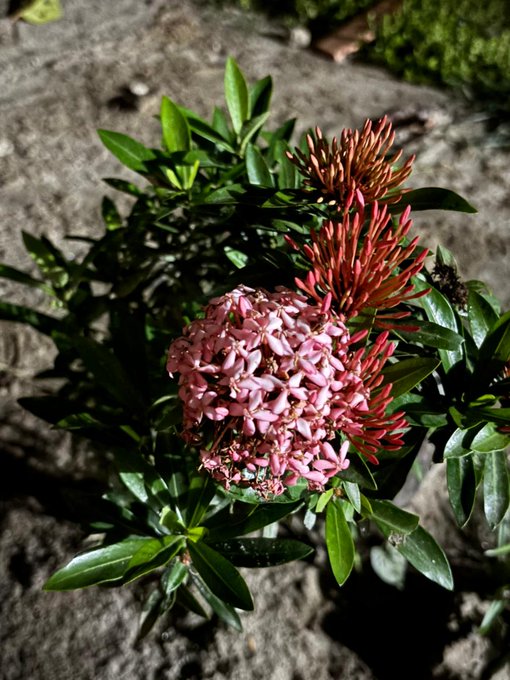 The image features a close-up view of pink flowers with red stems, surrounded by green leaves. The flowers are located near the center of the frame, drawing attention as the main subject of the photo. In the background, there's some text that reads "Good night my X family Only 2 days left,your rank now @XOOBNetwork Alpha @useTria @River4fun @Appreciators_IO". This suggests that the flowers are part of a special event or celebration, possibly related to an online gaming community.

The image is taken from a low angle, which emphasizes the height and beauty of the pink flowers against the backdrop of green leaves. The overall composition creates a visually appealing scene with contrasting colors and textures.