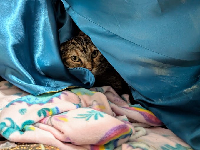 A tabby cat peeking out from underneath a blue satin blanket, with its face partially covered and surrounded by a pink pastel floral blanket.
