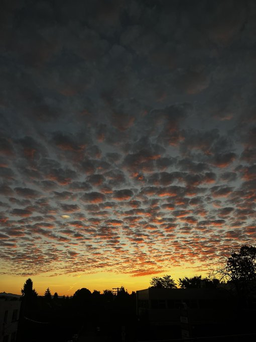 A stunning sunset sky features a dense, textured pattern of altocumulus clouds tinted with vibrant orange and pink hues above a dark silhouetted treeline and buildings.