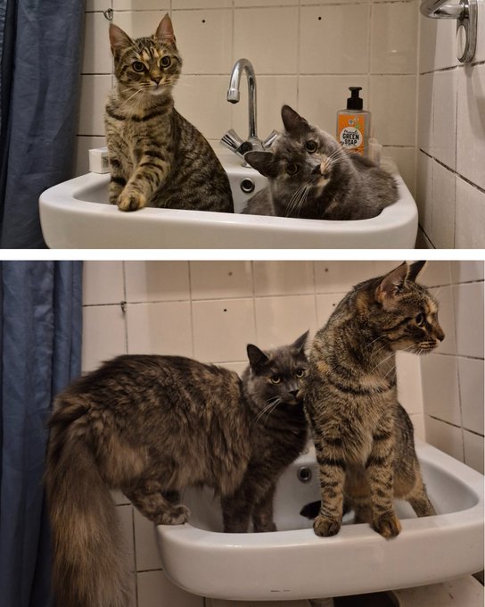 Two photos show tabby cats sitting inside a white bathroom sink, with a bottle of Green Beaver hand soap on the ledge beside them.