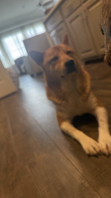 The image features a brown dog sitting on a wooden floor, looking at the camera with its head tilted slightly to the left. In the background, there are two white cabinets visible behind the dog. The caption of the image reads "GM X Happy hump day Don't be racist to humans The world needs more Doge". This text is located in the bottom right corner of the photo and seems to be related to a post on social media about promoting positivity and diversity.