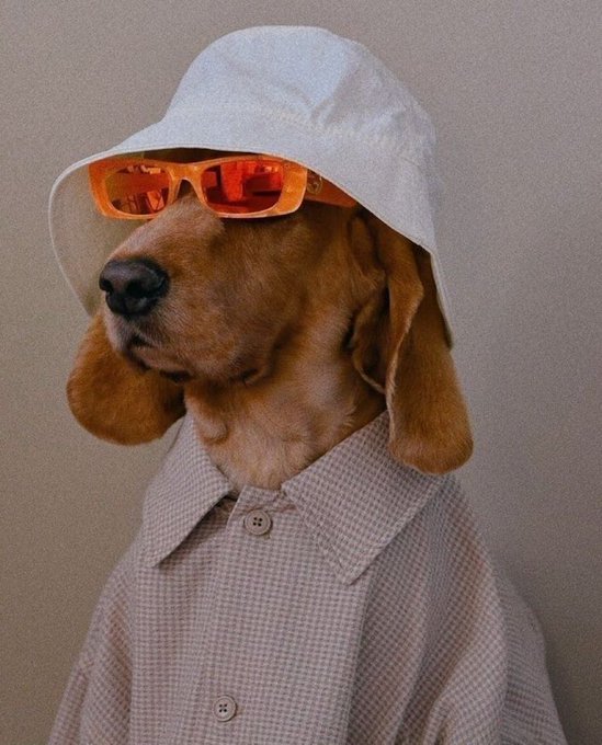 The image features a brown dog wearing sunglasses, a shirt with a collar, and a hat. The dog appears to be posing for a photo or selfie, possibly as part of an advertisement or social media post. The caption reads "Goodnight guys I didn't see much @wallchain posts on my timeline today.. Is it over?". This suggests that the image might have been taken during a time when the person's social media feed was not active, such as late at night or early in the morning.