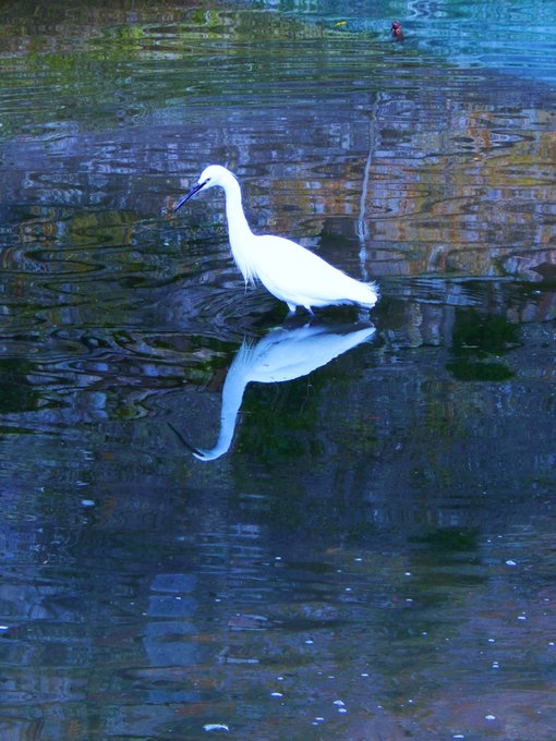 A white egret wades in shallow water, its reflection mirrored on the rippled blue surface.