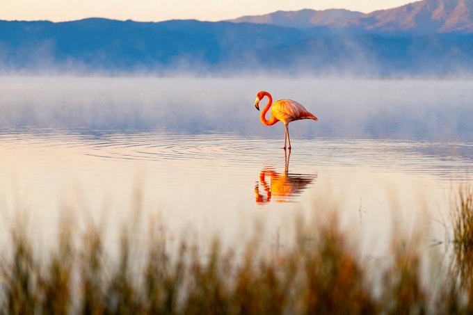 A pink flamingo stands in misty water with its reflection visible against a mountainous backdrop.