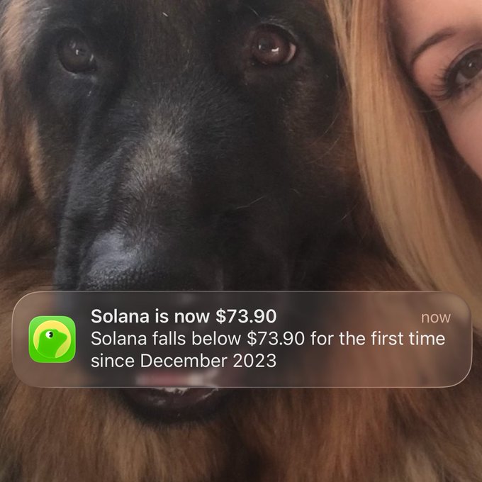 The image shows a close-up of a dog's face, with its eyes looking directly at the camera. The background appears blurry, but there are some people visible behind the dog. The main focus of the image is the dog's face, which has a black nose and brown fur.