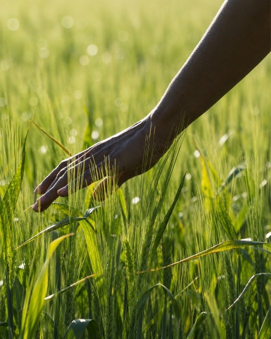 A silhouetted hand gently brushes through tall, sunlit green grass, capturing a peaceful moment of connection with nature. The serene image pairs with the prompt "Another day to? Say it in the comments," inviting viewers to reflect on what the day holds as they share their thoughts below.
