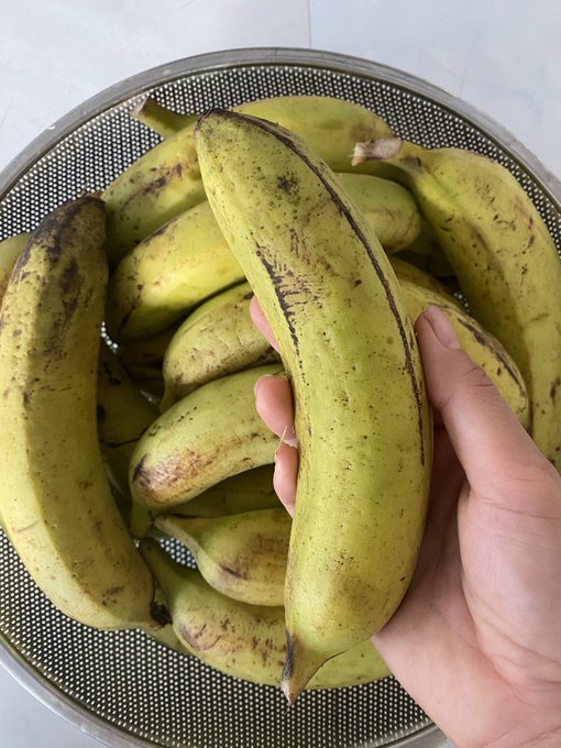 A hand holds up a yellow plantain with brown spots over a metal strainer filled with similar plantains.