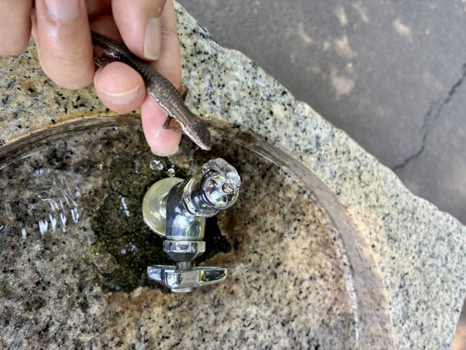A small skink lizard is held gently over a stone water fountain, drinking from the dripping faucet.