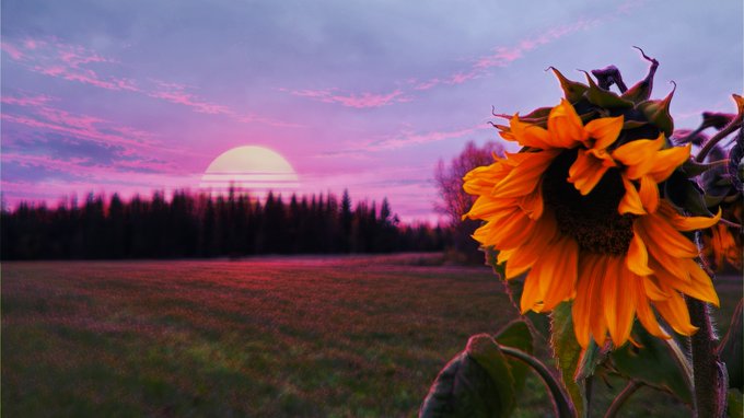 A vibrant sunset landscape features a large sunflower in the foreground on the right, a field, a treeline, and a pink and purple sky with the sun setting on the horizon.