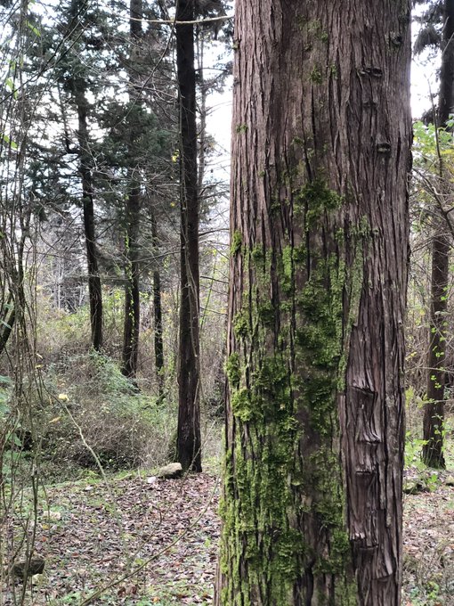 A large tree trunk covered in green moss stands prominently in a forest setting, with other trees and underbrush visible in the background.